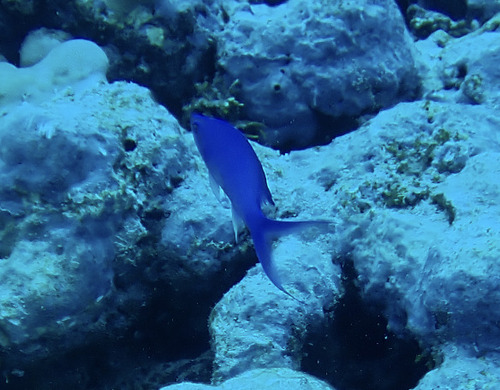 Pseudanthias pascalus observed 2026-09-28