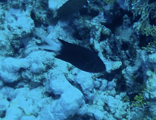 Chromis xanthura observed 2026-09-28