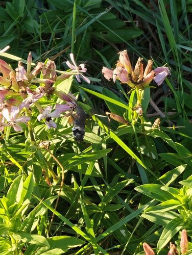 Eurasian Hummingbird Hawkmoth