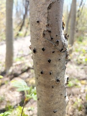 Biscogniauxia repanda