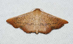 Aglaopus centiginosa