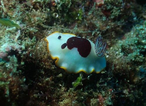 Photo of Splendid goniobranchus (Goniobranchus splendidus)