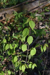 Viburnum rafinesqueanum