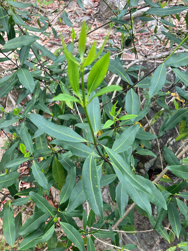 Alyxia spicata observed 2026-09-28