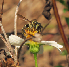 Anthidium maculifrons