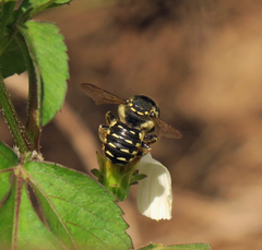 Anthidium maculifrons