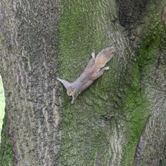 Sciurus carolinensis