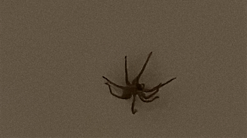 Mediterranean Spiny False Wolf Spider