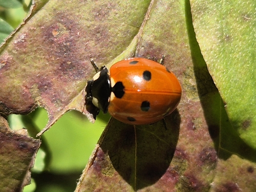 Seven-spotted Lady Beetle