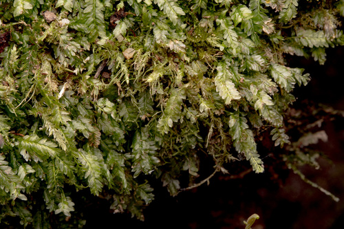Rhizogonium distichum observed 2026-09-28