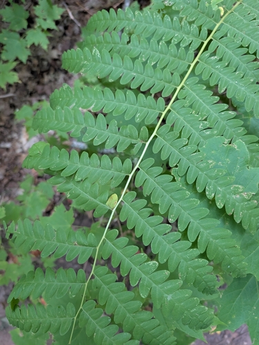 Claytosmunda claytoniana, 2026-09-24