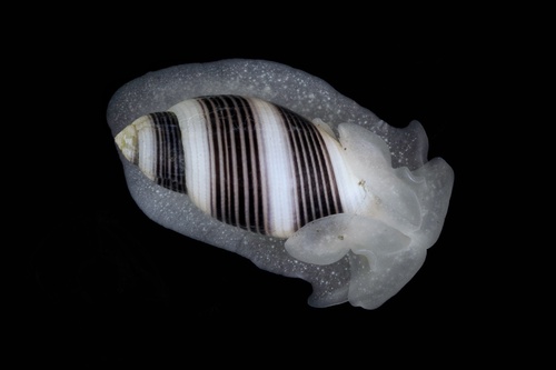 Rictaxis punctocaelatus observed 2026-09-27