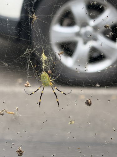 Joro Spider