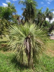 Butia archeri