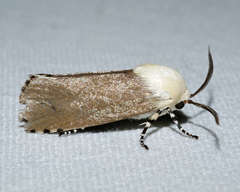 Cryptophasa sacerdos