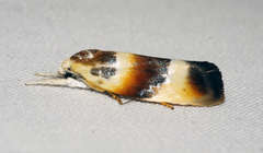 Piloprepes anassa