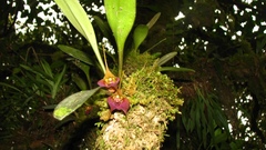 Masdevallia