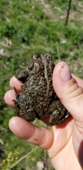 Anaxyrus americanus