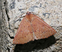 Androchela milvaria