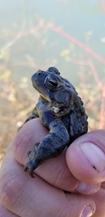 Anaxyrus americanus