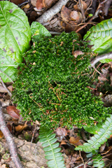 Bryum perlimbatum