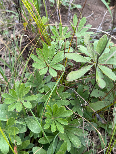 Lupinus perennis, 2026-09-27