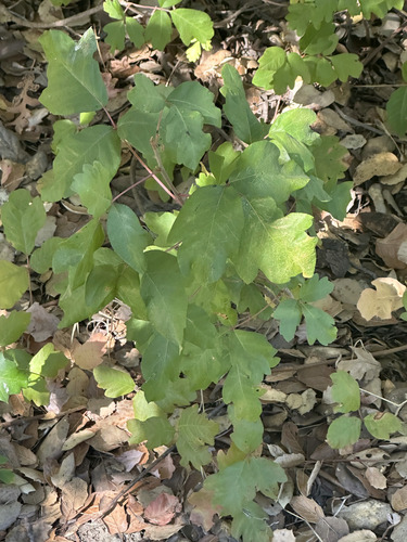 Pacific poison oak