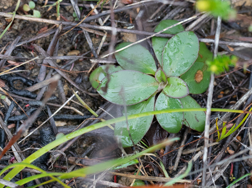 Goodenia mystrophylla observed 2026-09-28