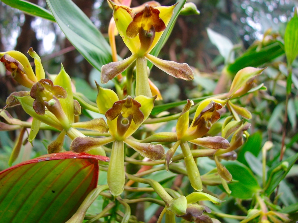 Epidendrum adamsii Hágsater & Dodson