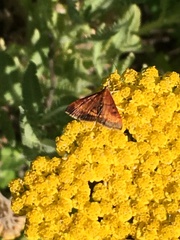 Pyrausta californicalis