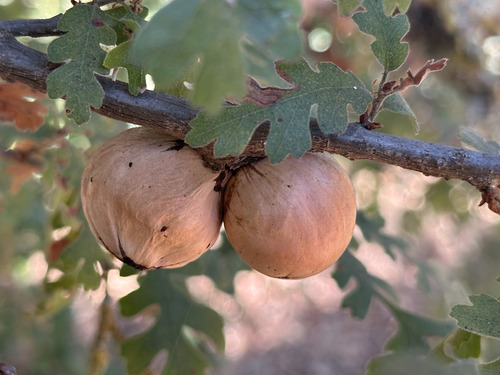 California Gall Wasp