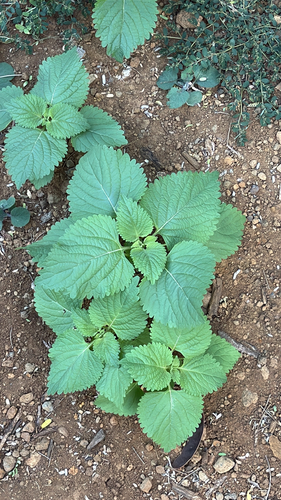 Leonotis nepetifolia observed 2026-09-27