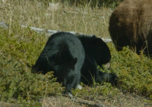 Black Bear sighting near Improvement District No. 9