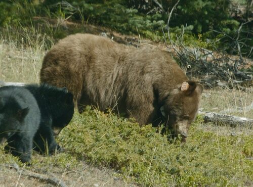 Black Bear sighting near Improvement District No. 9