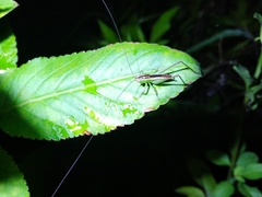 Conocephalus melaenus