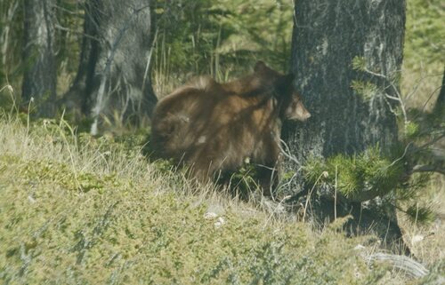 Black Bear sighting near Improvement District No. 9