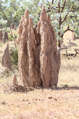 Amitermes laurensis