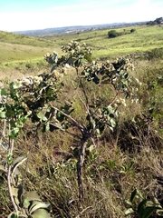 Eremanthus glomerulatus