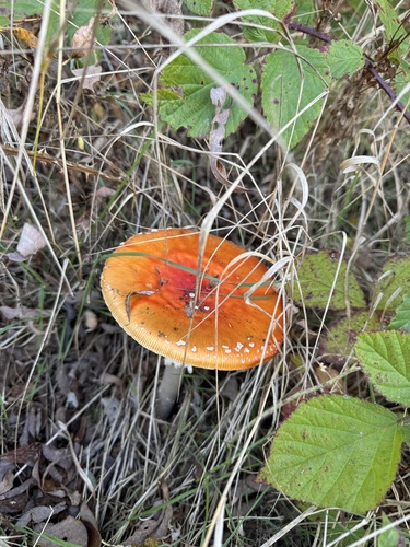 Fly Agaric