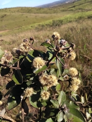 Eremanthus glomerulatus