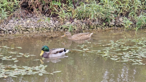 iNaturalist observation photo of Mallard