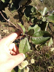 Eremanthus glomerulatus