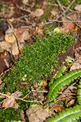 Bryum perlimbatum