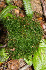 Bryum perlimbatum