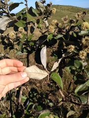 Eremanthus glomerulatus