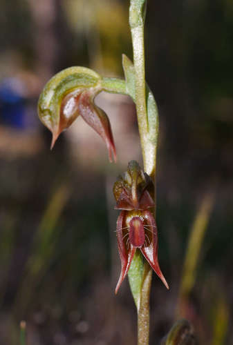 Image of Slender Ruddyhood (Pterostylis aciculiformis) by (c) Cathy Powers, some rights reserved (CC BY)