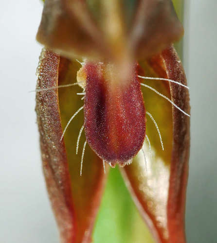 Image of Slender Ruddyhood (Pterostylis aciculiformis) by (c) Cathy Powers, some rights reserved (CC BY)