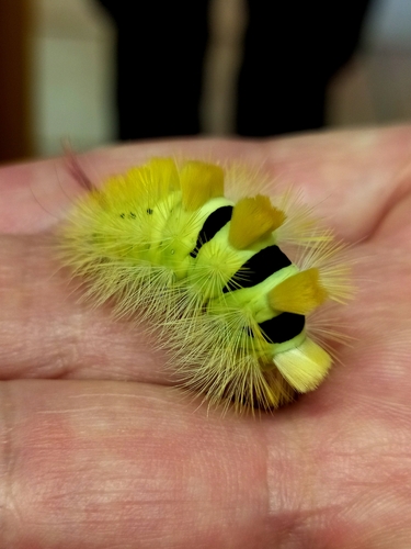 Pale Tussock Moth