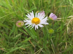 Erigeron decumbens