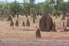 Amitermes laurensis